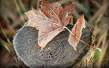 Dry leaf, Leaf, Frost, Trunk, Dry HD wallpaper