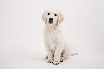 Staring, cute animal, dog, golden retriever HD wallpaper