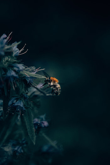 Flower, Macro, Close-Up, Insect, Bumblebee HD phone wallpaper