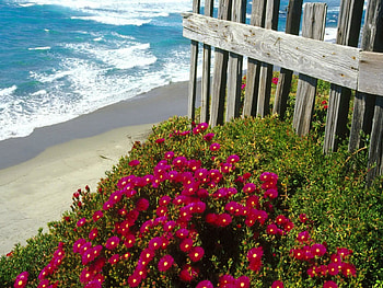 Coastal flowers, sea, sunny, beautiful, grass, waves, sands, green, fence, red, nature, flowers, water, ocean HD wallpaper