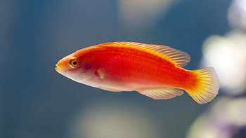 Flame wrasse, Fish HD wallpaper