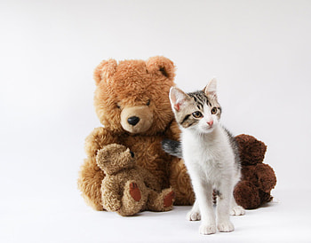 kitty_and_bears, kitten, bears, cute, cat HD wallpaper