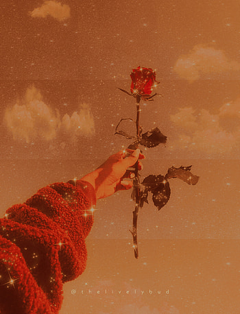 Aesthetic rose 2, , love, sparkle, winter, cute, digitalart, beautiful, petal, romantic, golden, sweater, hand, art, flowers, pretty, nature, pleasing, flower, orange, warm, background, glitter, Samsung HD phone wallpaper