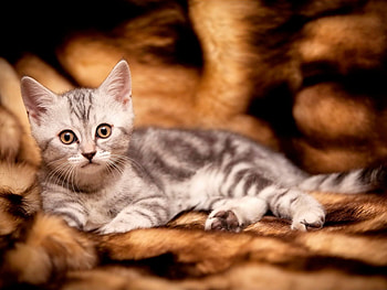 Animals, Cats HD wallpaper