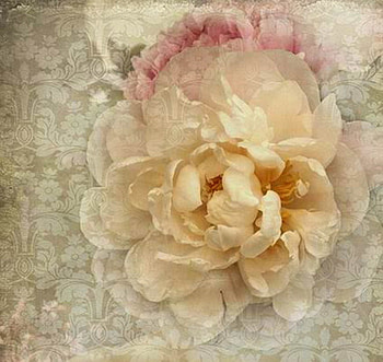 roses, background, color, soft, flowers HD wallpaper