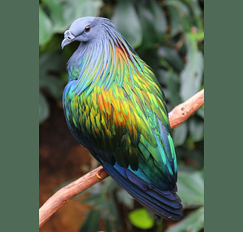 The fancy Nicobar, branch, colored, grey, green, pigeon, gold HD wallpaper