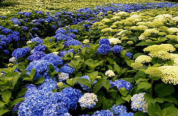 Flowers, Park, Bloom, Flowering, Greens, Hydrangea, Different HD wallpaper