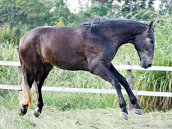 fun, horses, horse, i love horses HD wallpaper