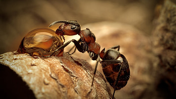 Red And Black Ant Nature Water Drops Macro HD wallpaper