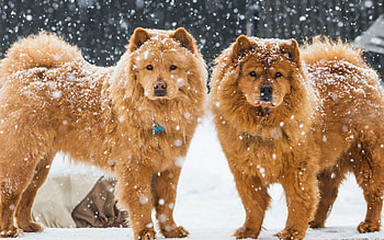Chow Chow dogs , , Full resolution HD wallpaper