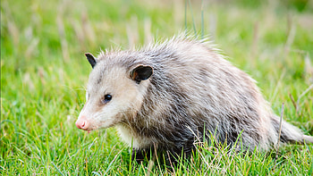 Virginia opossum, Elmwood park zoo, Car fun stuff, Whole nest HD wallpaper