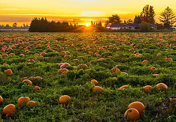 A vibrant field of pumpkins at sunset in Maple Ridge, BC, evoking a warm autumn atmosphere. HD wallpaper