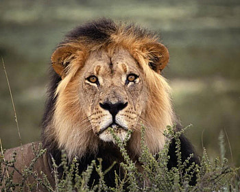 Hi My Name Is King, cat, grass, lion, ground, male HD wallpaper