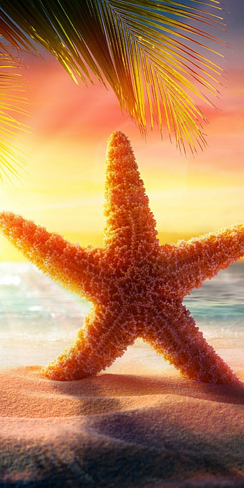 Starfish, Animal graphy, Sea creatures, Vibrant colors HD phone wallpaper