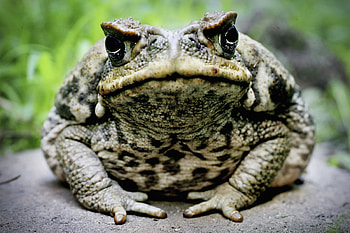 Cane toad , Animal kingdom, High-quality , Nature's spectacle HD wallpaper