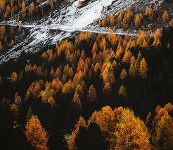 Autumn, outdoor, forest, tree, golden peak HD wallpaper