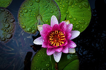 Water Lily, Lotus close-up, Macro graphy, Pink flowers HD wallpaper