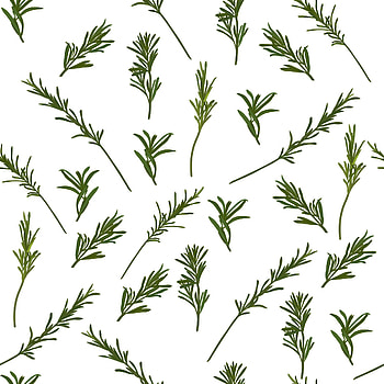 Rosemary seasoning, Fresh herbs, Green leaves, Natural patterns HD phone wallpaper