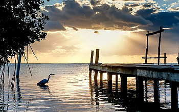 Nature, Heron, Lake, Pier, Evening HD wallpaper