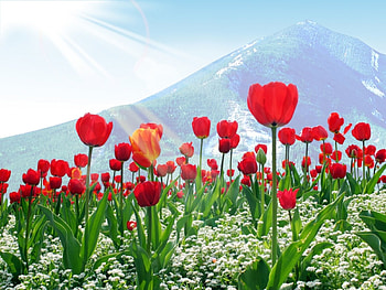 tulips, sun HD wallpaper