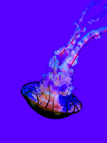 Animals, Jellyfish, Being, Creature, Tentacles HD phone wallpaper
