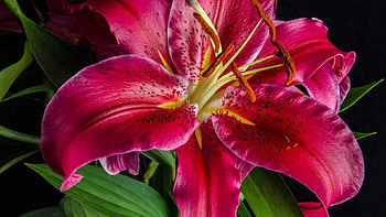 Pink lily, pretty, flower, beautiful, lily, macro HD wallpaper