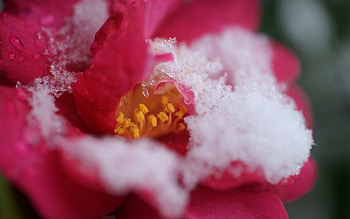 Snow, Flower, Macro, Petals HD wallpaper