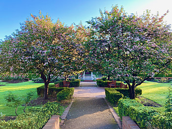 Spring Blossom Trees, Pink, Blossom, Trees, Gardens, Flowers, Spring HD wallpaper