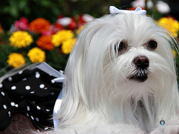 Belo Caozinho, dog, animal, puppy, white HD wallpaper