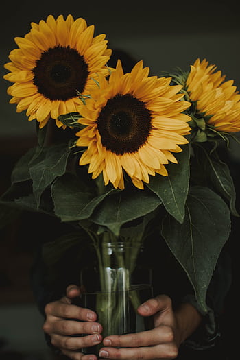 Beautiful sunflowers in a clear glass vase held by hands, creating a vibrant natural display indoors. HD phone wallpaper