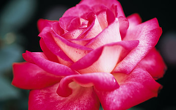 Colors Pretty Pink Rose HD wallpaper