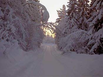 Snowy Road, trees, road, sky, snow HD wallpaper