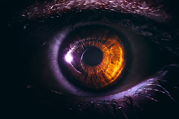 Macro, Close-Up, Brown, Eye, Pupil, Eyelash, Eyelashes HD wallpaper