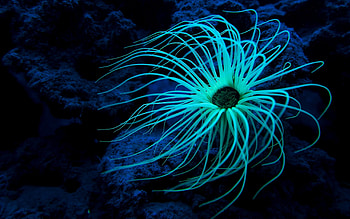 Diverse sea life, Marvels of the ocean, Underwater paradise, -perfect HD wallpaper