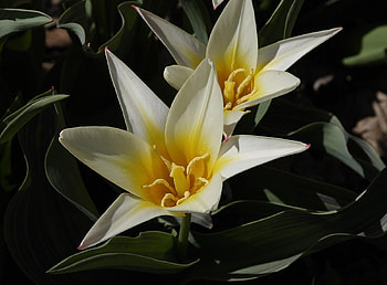 Flowers, Tulips, Couple, Pair, Close-Up, Flower Bed, Flowerbed, Disbanded, Loose HD wallpaper