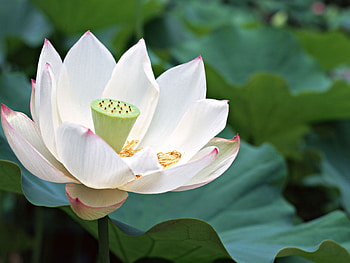 nice, beauty, flower HD wallpaper