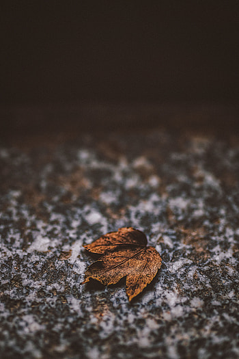Autumn, Rock, Macro, Brown, Stone, Dry, Leaflet HD phone wallpaper