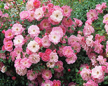 Summer Sunset Roses, pink, bouquet, stem, roses, petals, flower, nature, bush HD wallpaper