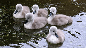 Birds, Animals, Ducks HD wallpaper