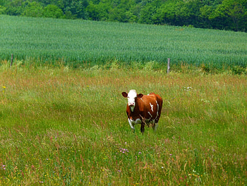 Animals, Grass, Stroll, Cow HD wallpaper