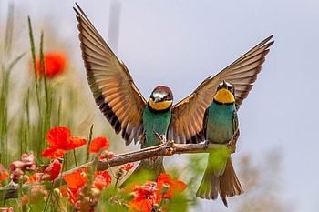 European Bee Eater, Bee, European, Birds, Eater HD wallpaper