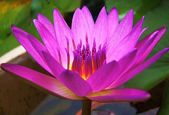 Beautiful Flower, cool, beautiful, , flower HD wallpaper