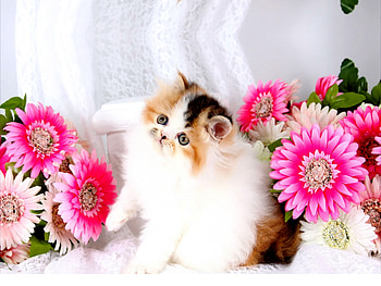 Cute Persian Kitty, animal, kitten, kitty, cat, flowers HD wallpaper