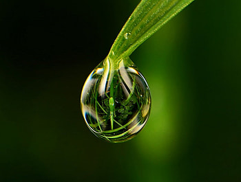 Dew drop, leaves, reflection, green, leaf, beautiful, grass, bubble, dew HD wallpaper