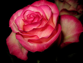 Shaded red rose, rose, nature, red, flower HD wallpaper