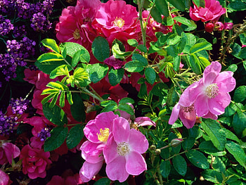 adi, nature, flowers HD wallpaper