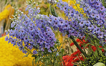 Flowers, Dahlias, Composition HD wallpaper
