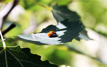 Grass, Leaves, Macro, Shadow, Ladybird, Ladybug HD wallpaper