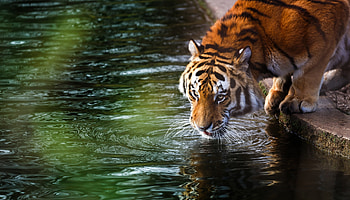 Tiger, animal, green, orange, water HD wallpaper
