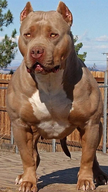 American Bully, Monster Pitbull HD phone wallpaper